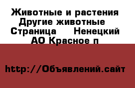 Животные и растения Другие животные - Страница 2 . Ненецкий АО,Красное п.